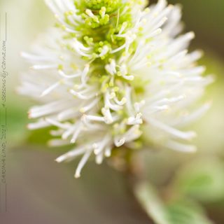D-E-F-G, Fothergilla major, häxal