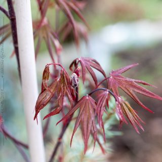 Acer palmatum 'Emperor 1' - japansk lönn