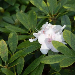 Yakushimanum-gruppen - Rhododendron 'Schneekrone'