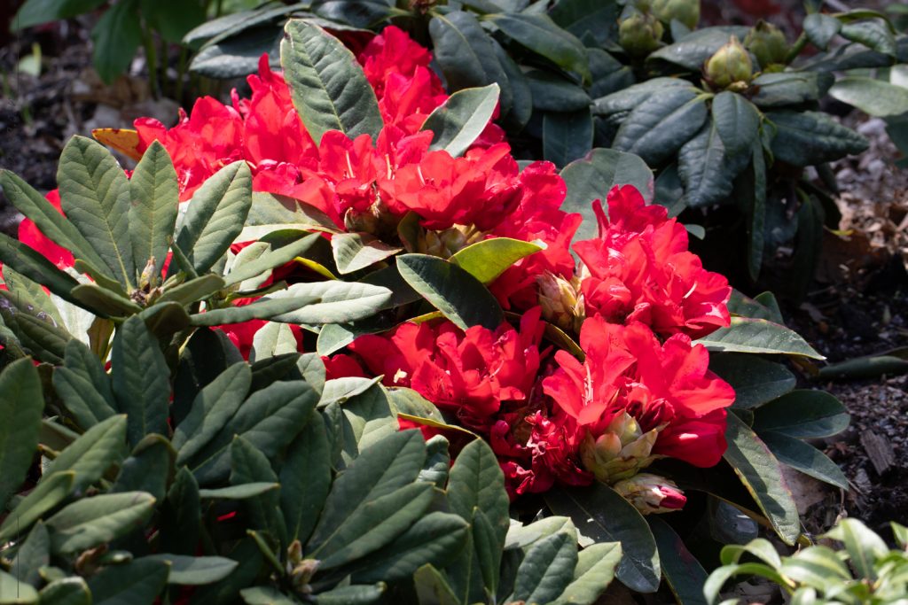 Decembersolen - Rhododendron 'Brisanz'