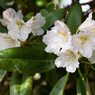 rhododendronarter - Rhododendron brachycarpum