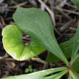 Asarum caulescens