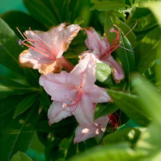 Rhododendron 'Lollipop'