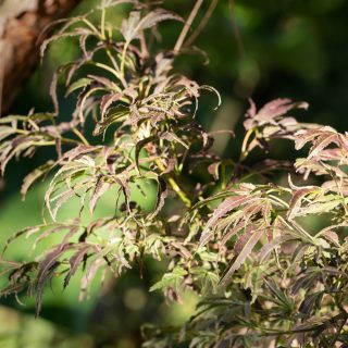Acer palmatum 'Manyo no sato' - japansk lönn