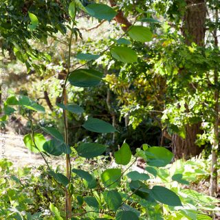 Styrax obassia - storax