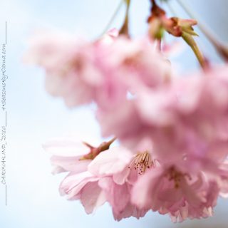 Prunus 'Accolade'