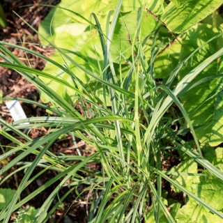 Miscanthus sinensis 'Little Zebra'