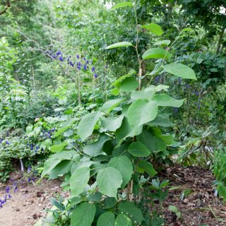 storax - Styrax obassia