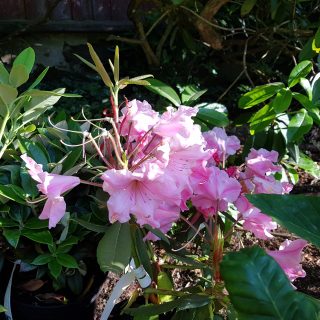 Växthärdighet - Rhododendron auriculatum 'Roseum'