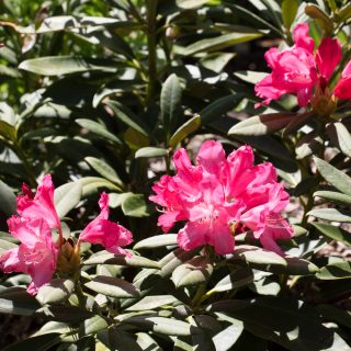 Yakushimanum-gruppen - Rhododendron Yakushimanum-gruppen 'Sneezy'