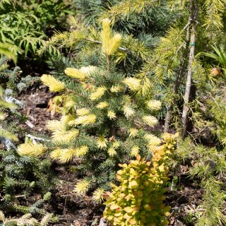 Picea pungens 'Maigold' - blågran
