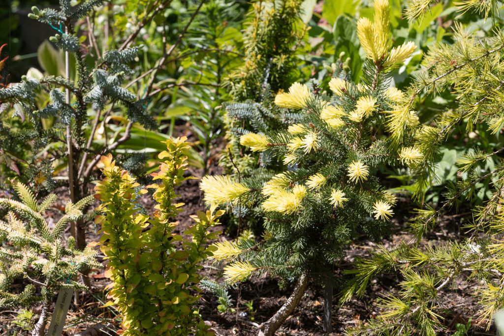 Barr - Picea pungens 'Maigold' - blågran