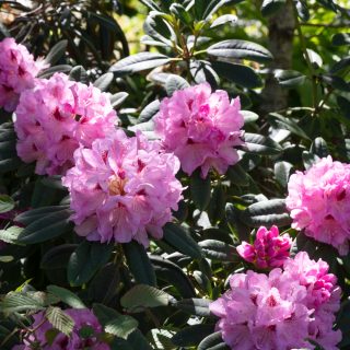 Rhododendron 'Gräfin Sonja'