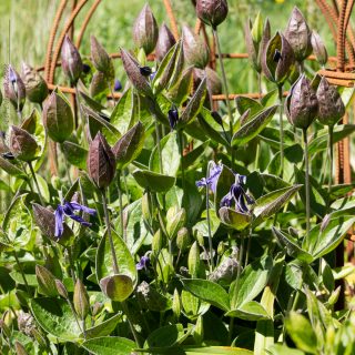 Clematis integrifolia - helbladig klematis