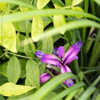 örtartade iris - Iris graminea - gräsiris