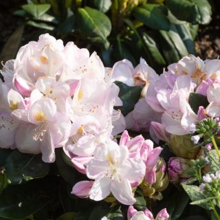 Rhododendron Catawbiense-grp 'Gomer Waterer'