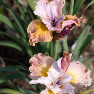 Iris sibirica 'Sandy River Belle', strandiris