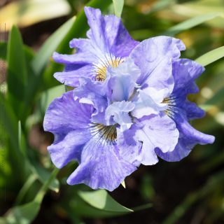 Iris sibirica 'Pixie Preview'