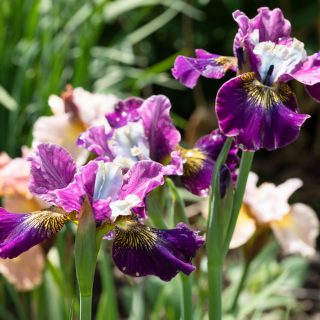 Iris sibirica 'Charming Billy', strandiris