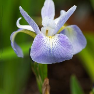 Iris versicolor 'Epic Poem' - brokiris