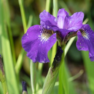 örtartade iris - Iris sibtosa 'Wave Encore'