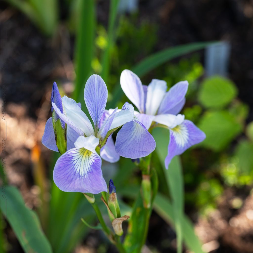 Iris versicolor 'Epic Poem' - brokiris