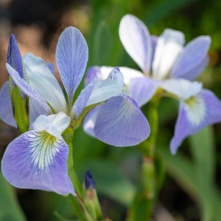 Den första gång - Iris versicolor 'Epic Poem' - brokiris