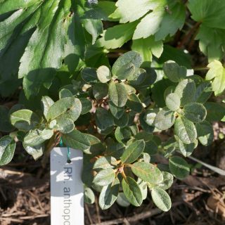 Rhododendron anthopogon - rökelsealpros