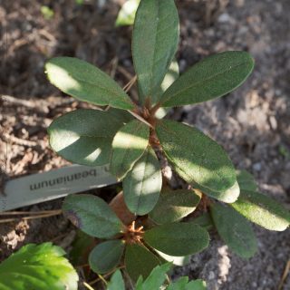 Zonknäcka - Rhododendron beanianum -