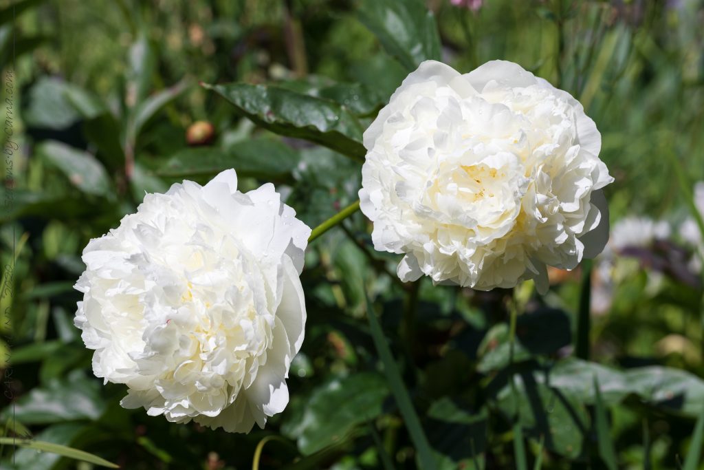 Trädgårdstrött - Dofter - Paeonia lactiflora 'Marie Lemoine'