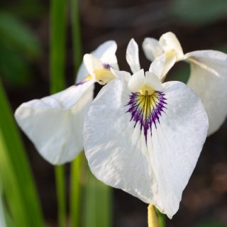 Pseudatahybrider - Iris pseudata 'Shirabyoshi'