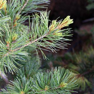 Pinus parviflora 'Goldilocks' - silvertall