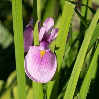 Iris laevigata 'Rose Queen'