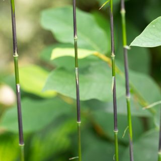 Fargesia 'Red Dragon' - bambu