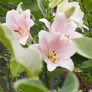 Lilium Longifrorum-Orient grp pink