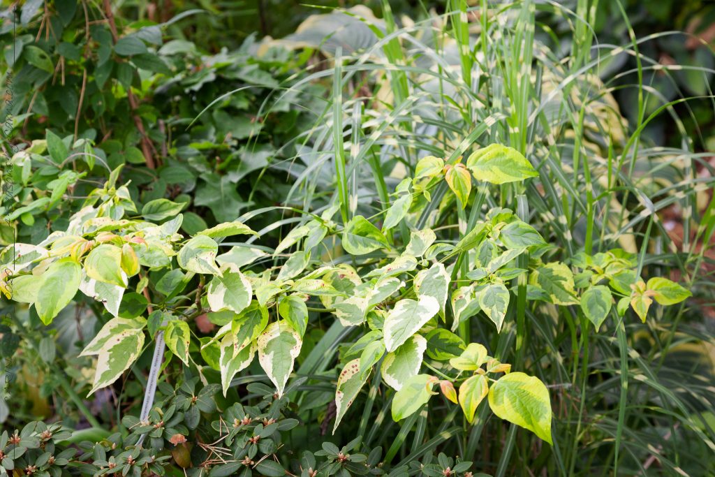 Månskensgult - Cornus alternifolia 'Golden Shadows' - kranskornell