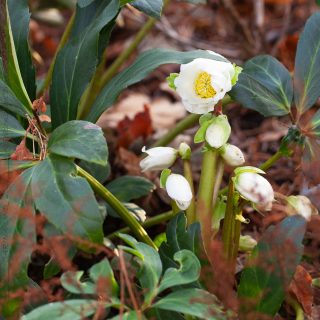 Helleborus niger - julros