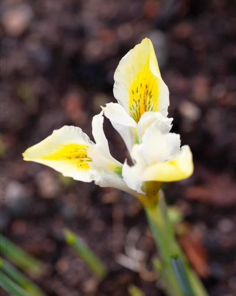 Nya vanor - Iris reticulata-grp 'North Star'