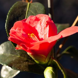 Kamelia - Camellia 'Freedom Bell'