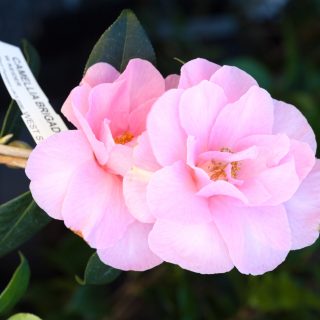 Camellia x williamsii 'Brigadoon' - kamelia