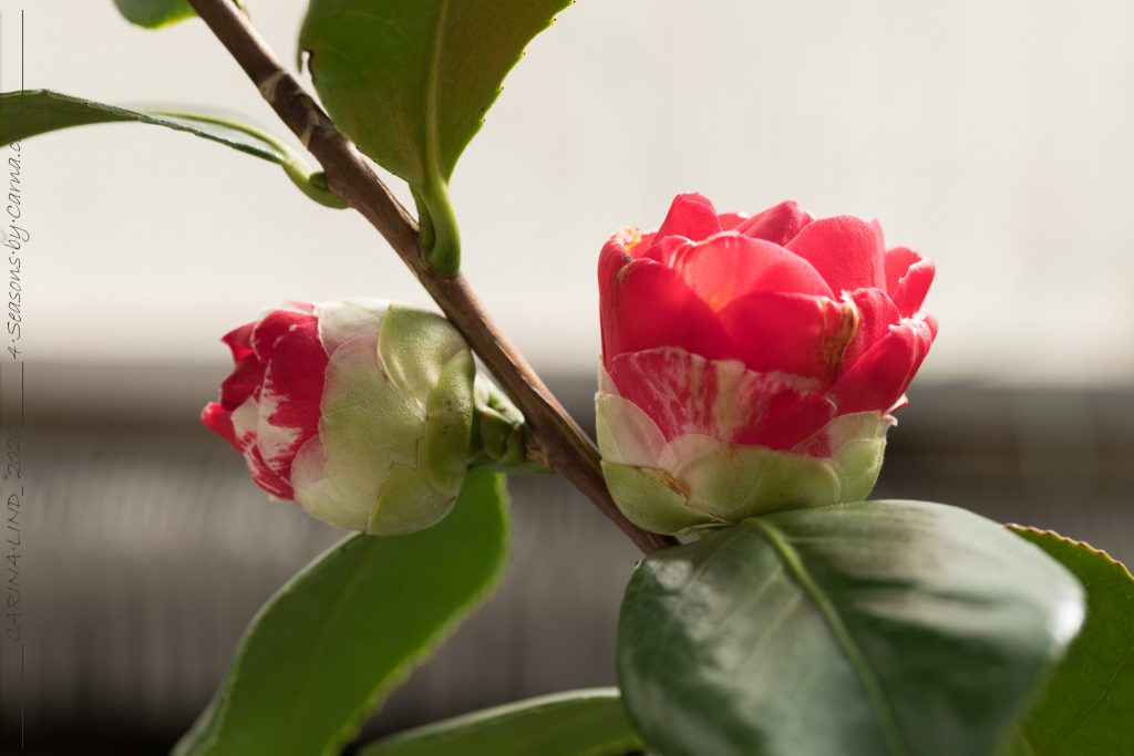 Camellia 'Kasuga Yama'