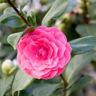 Camellia 'Roze' - kamelia