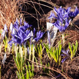Knölbildande Iris reticulata-grp 'Lady Beatrix Stanley' - våriris