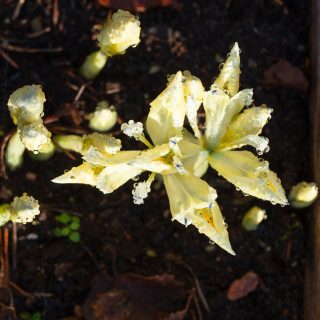 Knölbildande Iris Reticulata-grp 'Katharine's Gold' - våriris