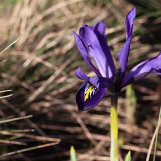 Iris reticulata-grp 'Harmony'