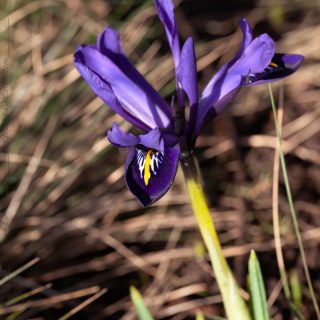 Knölbildande Iris reticulata-grp 'Palm Springs' - våriris