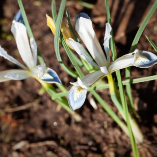 Knölbildande Iris reticulata-grp 'Frozen Planet' - våriris