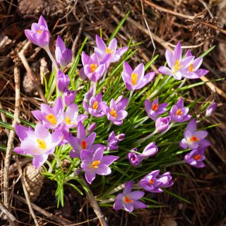 krokus - Crocus tommasinianus 'Whitewell Purple'
