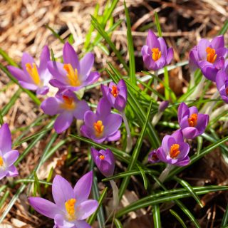 Crocus tommasinianus 'Whitewell Purple'
