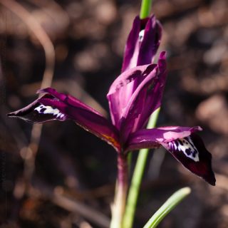 Iris reticulata-grp 'Pauline' - våriris